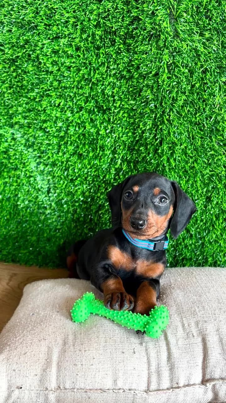 Filhote preto e canela com brinquedo verde