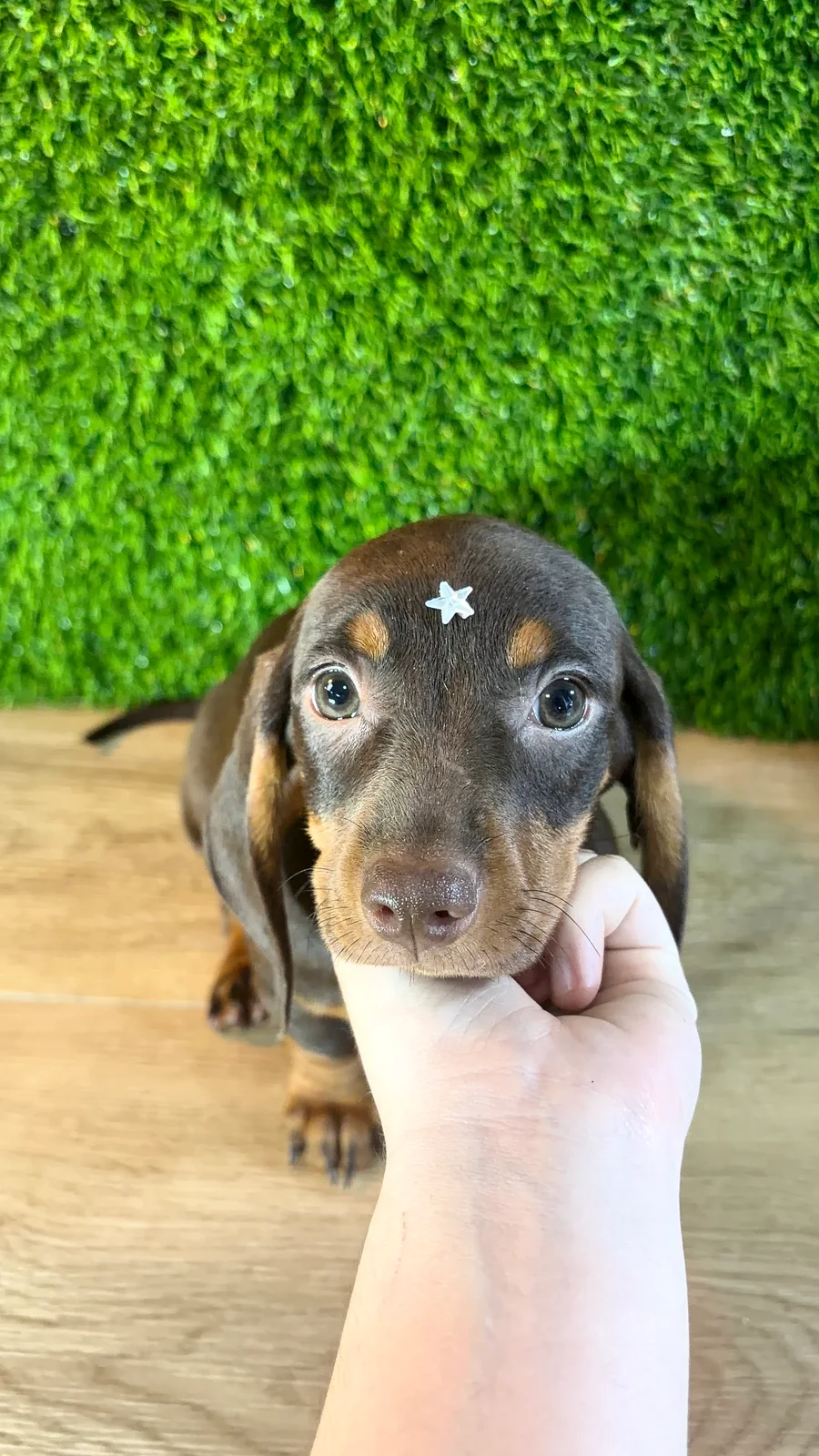 Filhote da raça Dachshund
