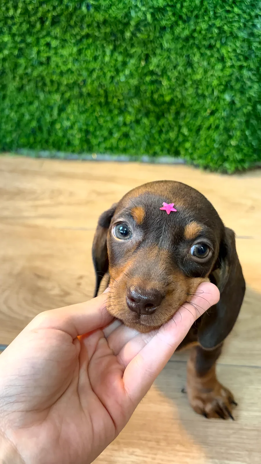 Filhote da raça Dachshund