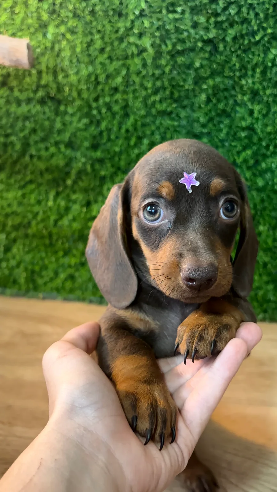 Filhote da raça Dachshund