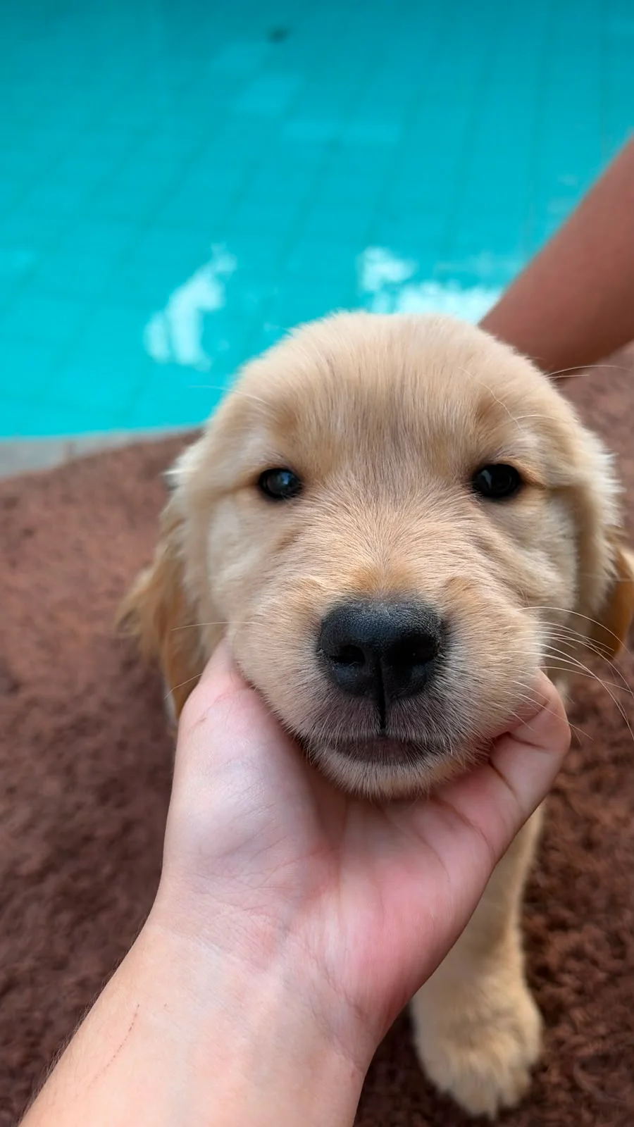 Filhote da raça Golden Retriever