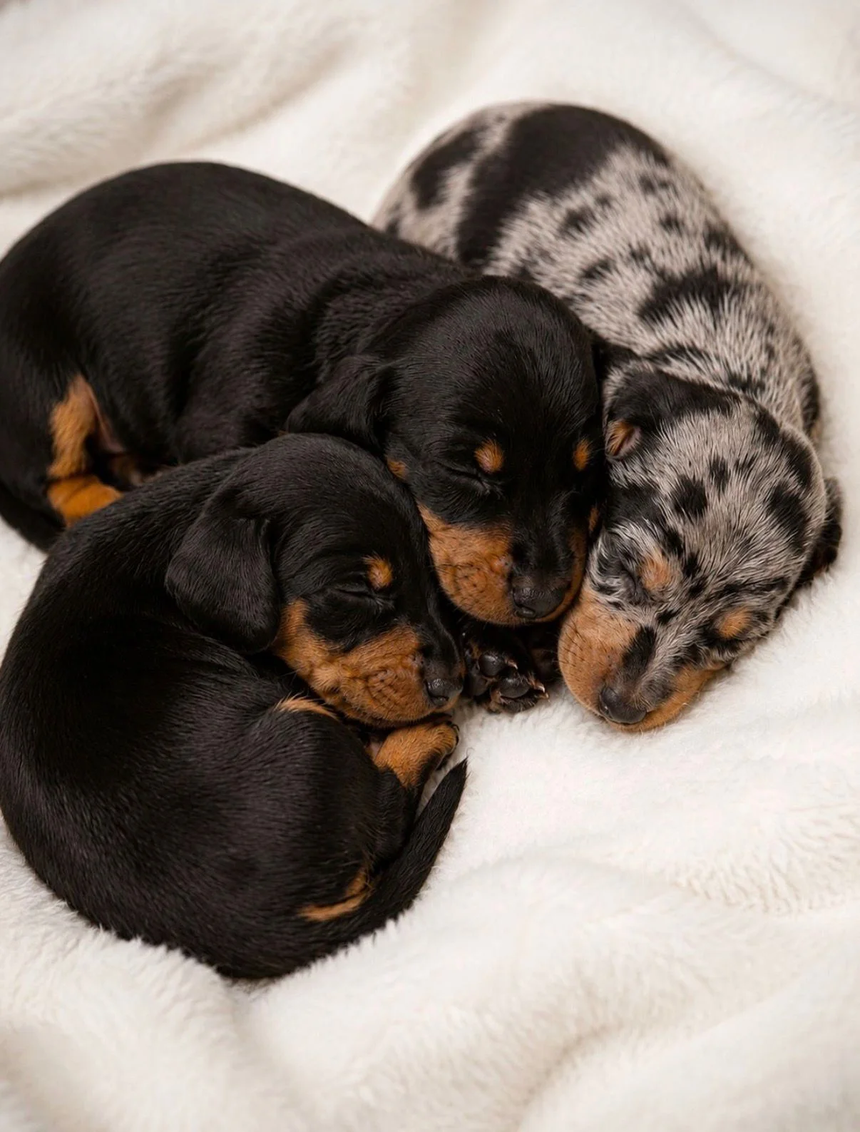 Filhote da raça Dachshund