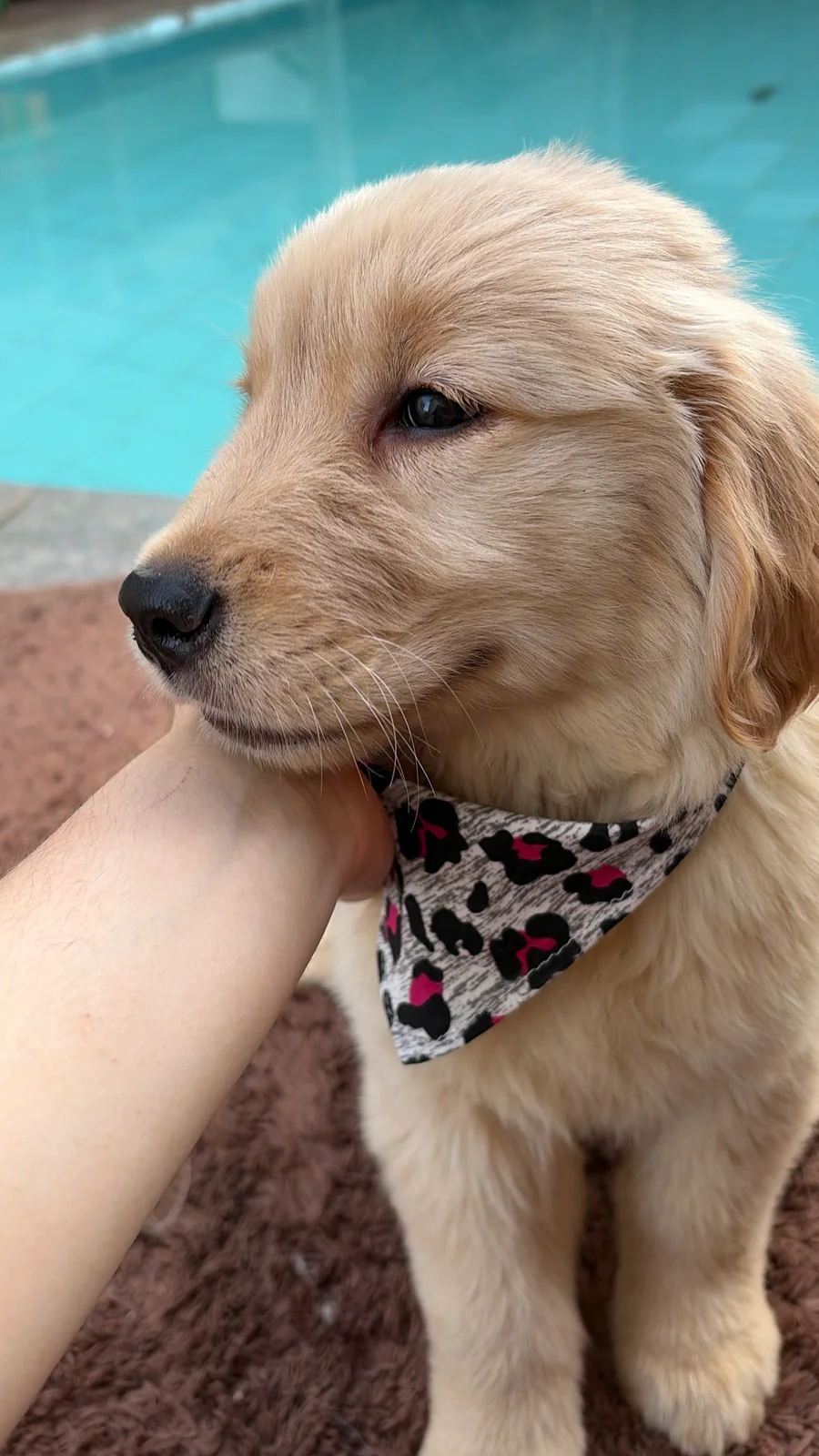 Filhote da raça Golden Retriever