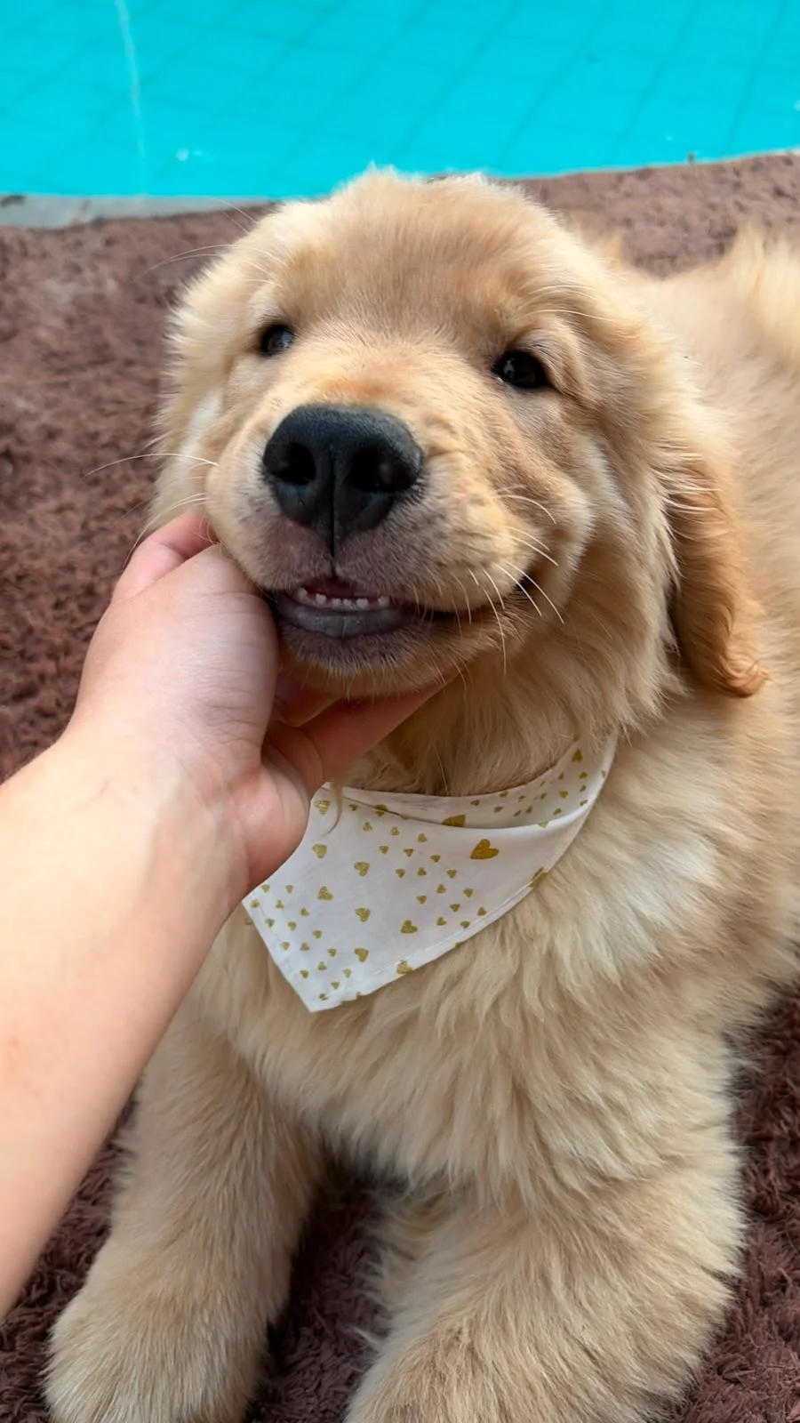 Filhote da raça Golden Retriever