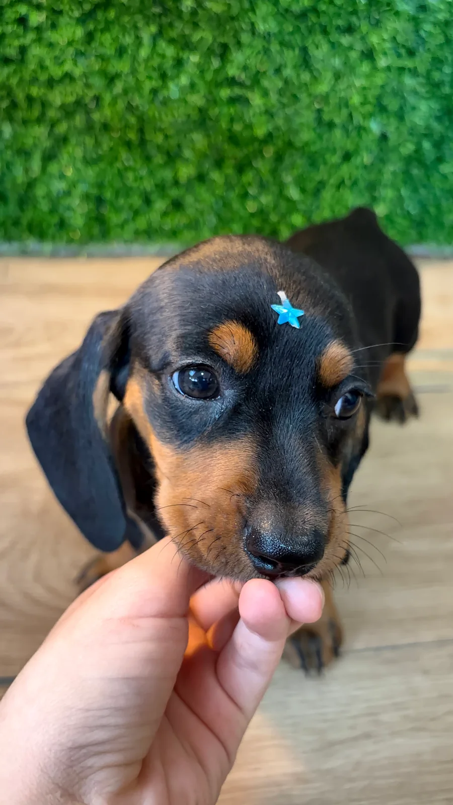 Filhote da raça Dachshund