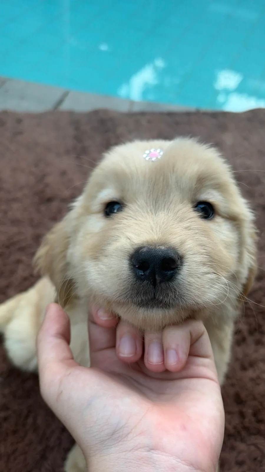 Filhote da raça Golden Retriever