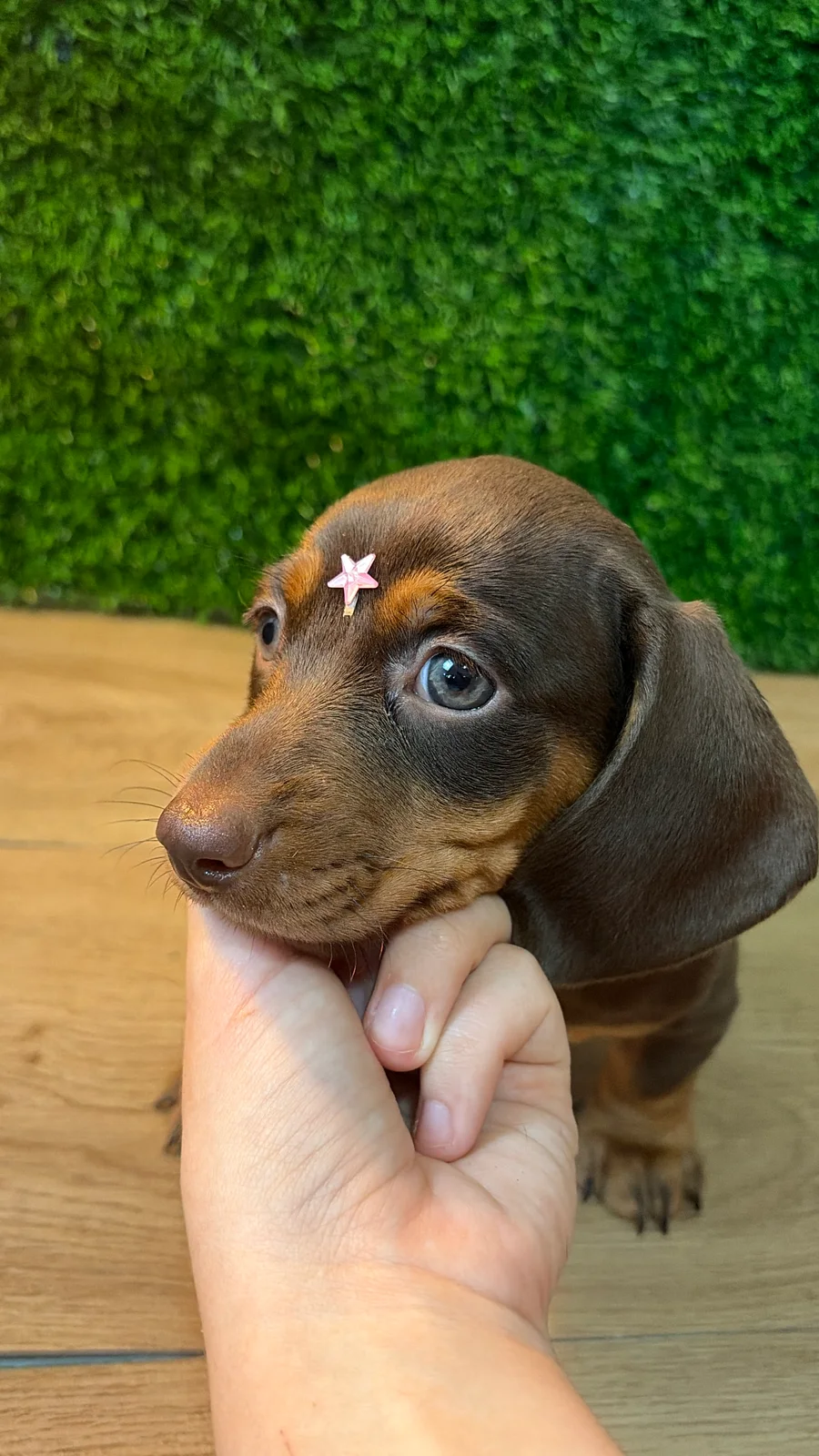 Filhote da raça Dachshund